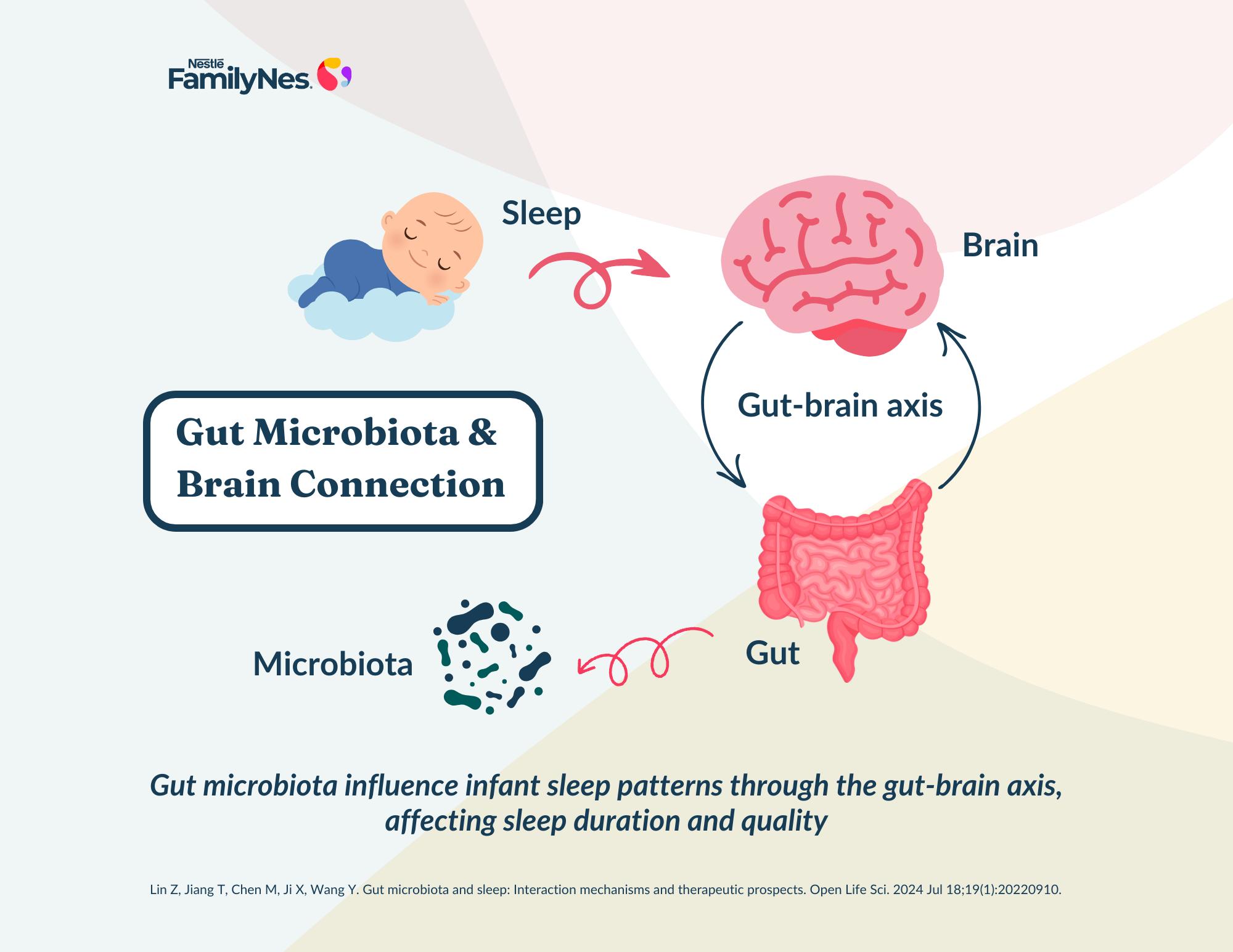 Gut Microbiota Brain Connection