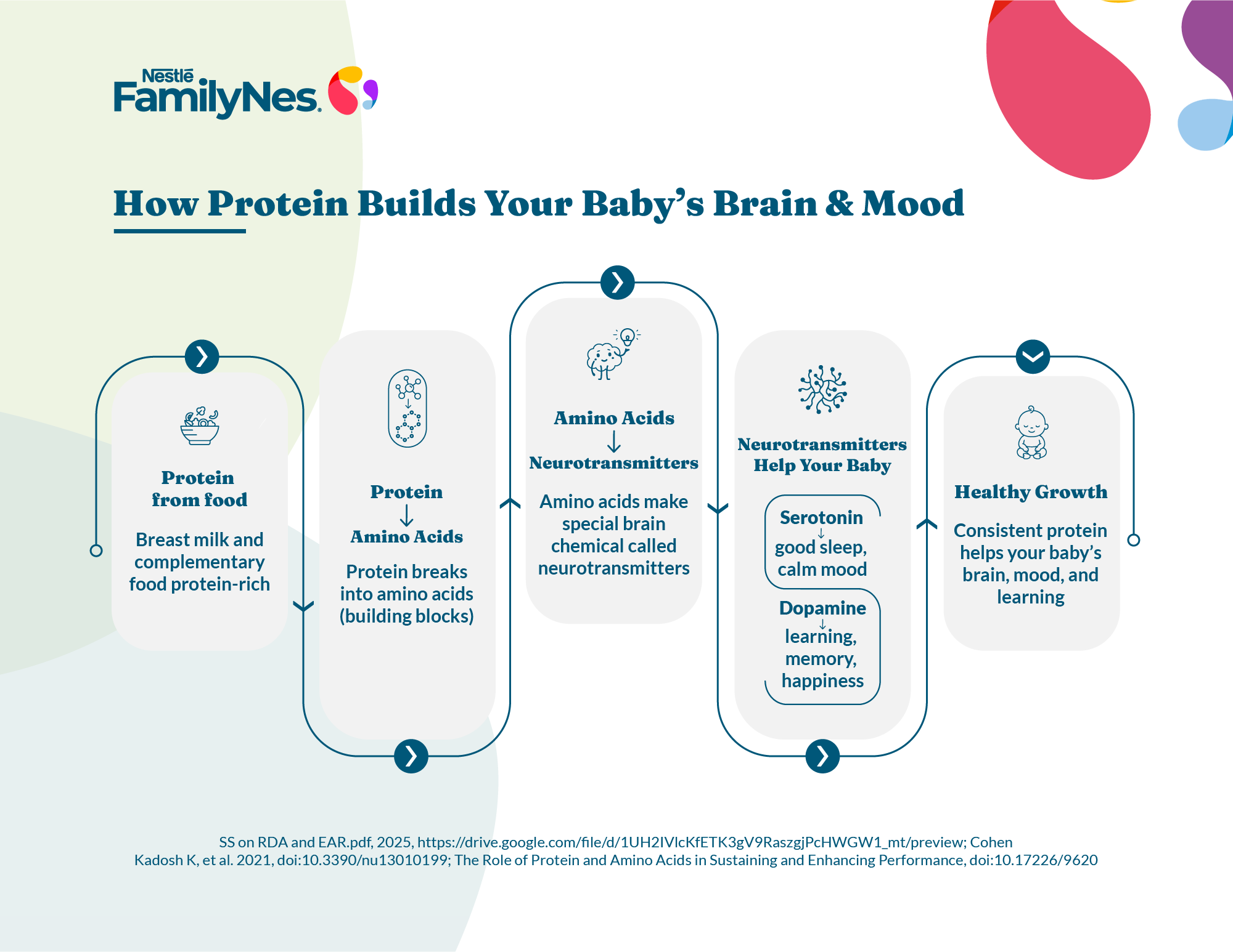 how protein supports baby brain development