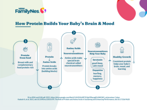 how protein supports baby brain development