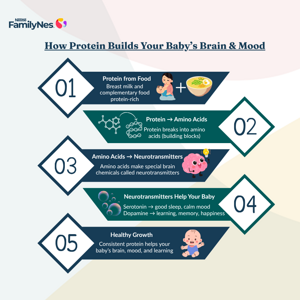 header_how_protein_supports_brain_development