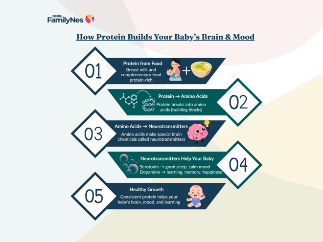 header_how_protein_supports_brain_development