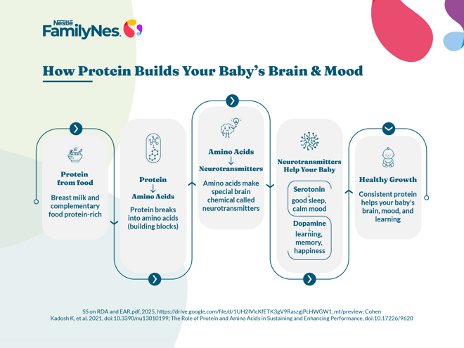 how protein supports baby brain development