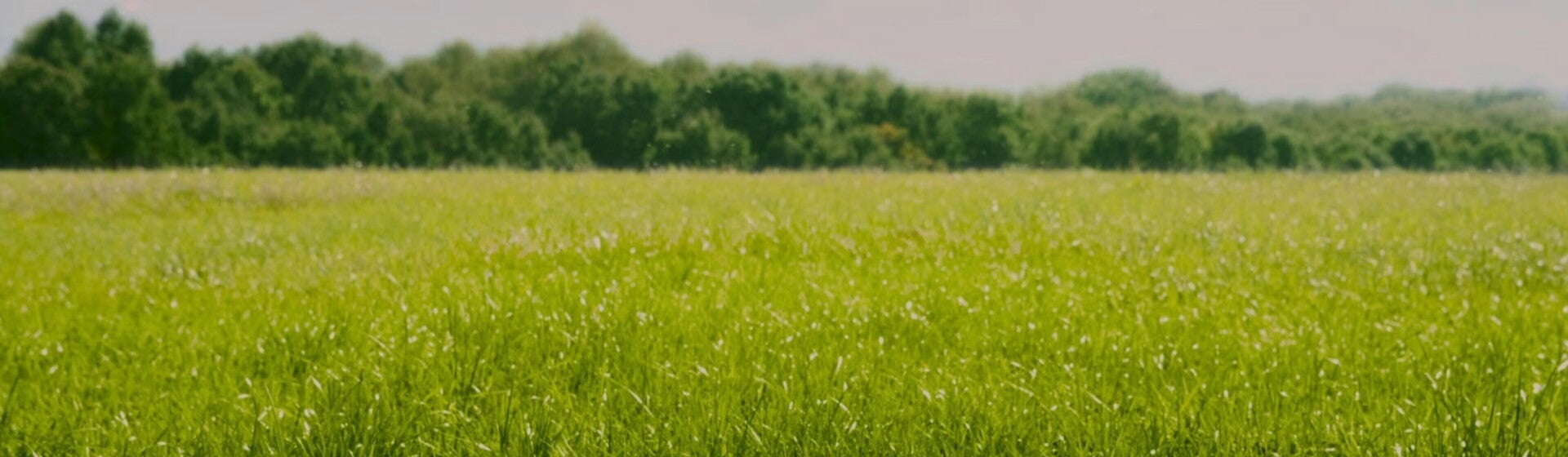Brands Banner